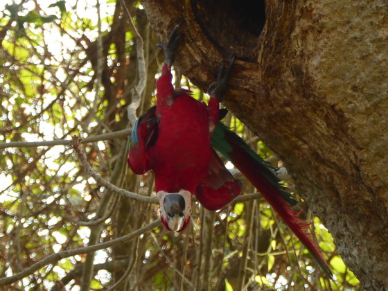   Macaw  Red-and-green-Macaw  Macaw  Red-and-green-Macaw  