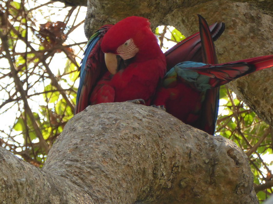   Macaw  Red-and-green-Macaw  Macaw  Red-and-green-Macaw  