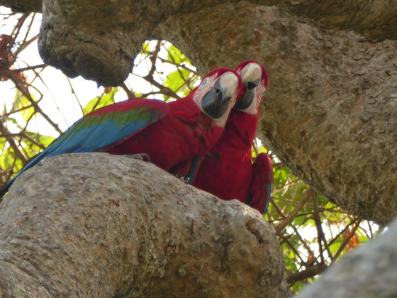   Macaw  Red-and-green-Macaw  Macaw  Red-and-green-Macaw  