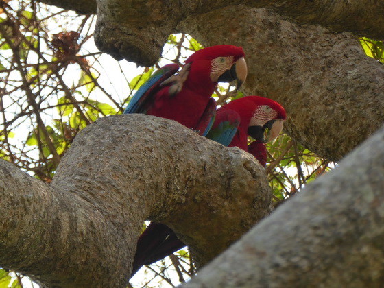   Macaw  Red-and-green-Macaw  Macaw  Red-and-green-Macaw  