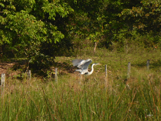 Heron