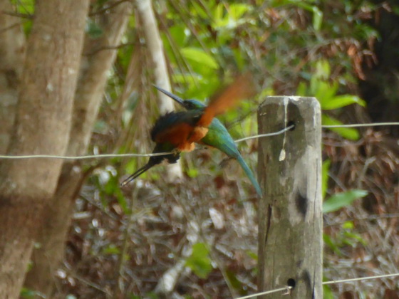    Jacamar Jacamar 