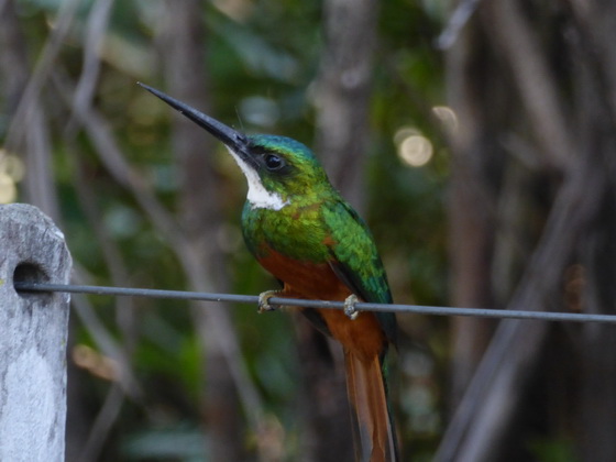    Jacamar Jacamar 