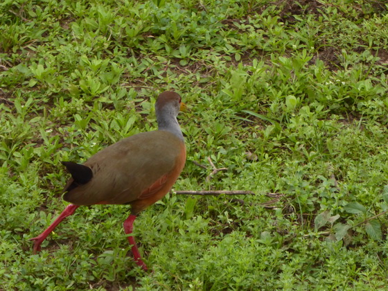 Jacana