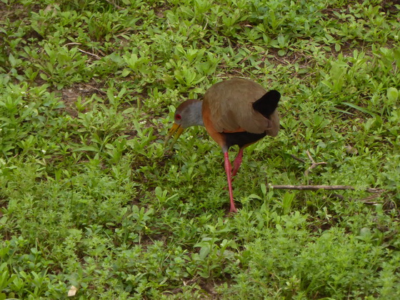 Jacana