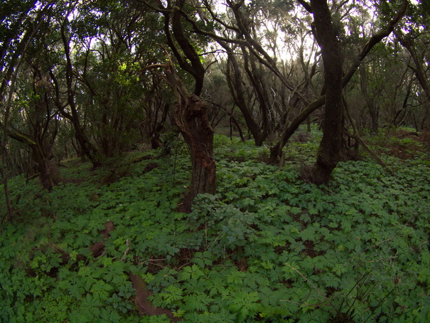 Gomera Inselwandern in den Lorbeerwaeldern  Baumheidewälder 
