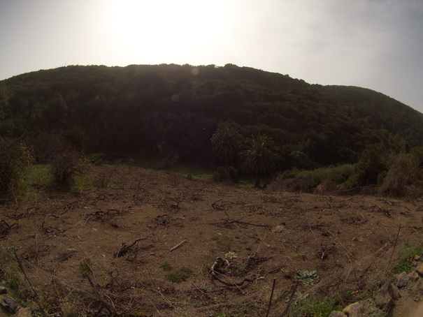 Gomera Inselwandern in den Lorbeerwaeldern Baumheidewlder 