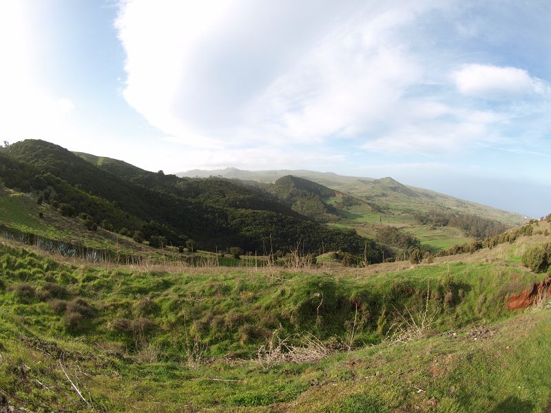 GAROE  Garoé ist der heilige Baum Arbol Santo auf El Hierro im Kiefernwald San Adres Valverde Stinklorberr