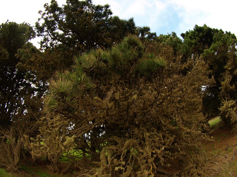 Sabinosa Wacholderwald von El Sabinar windgeformte WachholderbumeSabinosa Wacholderwald von El Sabinar