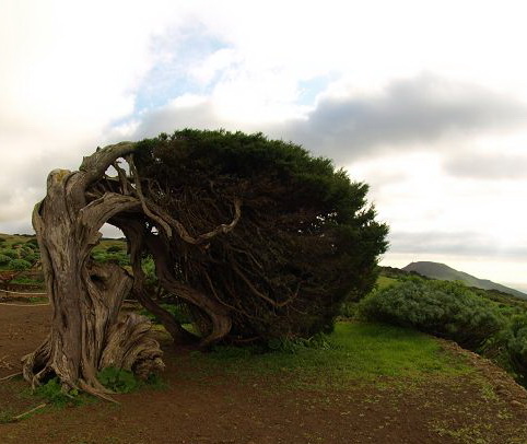 Sabinosa Wacholderwald von El Sabinar windgeformte WachholderbumeSabinosa Wacholderwald von El Sabinar