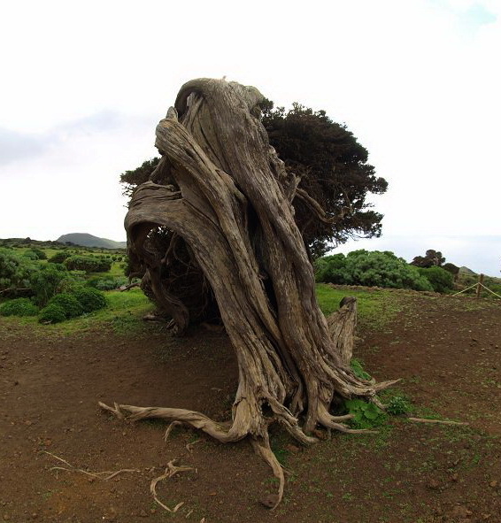 Sabinosa Wacholderwald von El Sabinar windgeformte WachholderbumeSabinosa Wacholderwald von El Sabinar