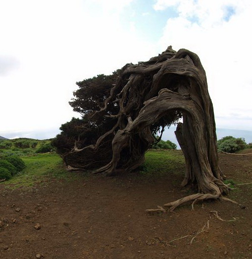 Sabinosa Wacholderwald von El Sabinar windgeformte WachholderbumeSabinosa Wacholderwald von El Sabinar