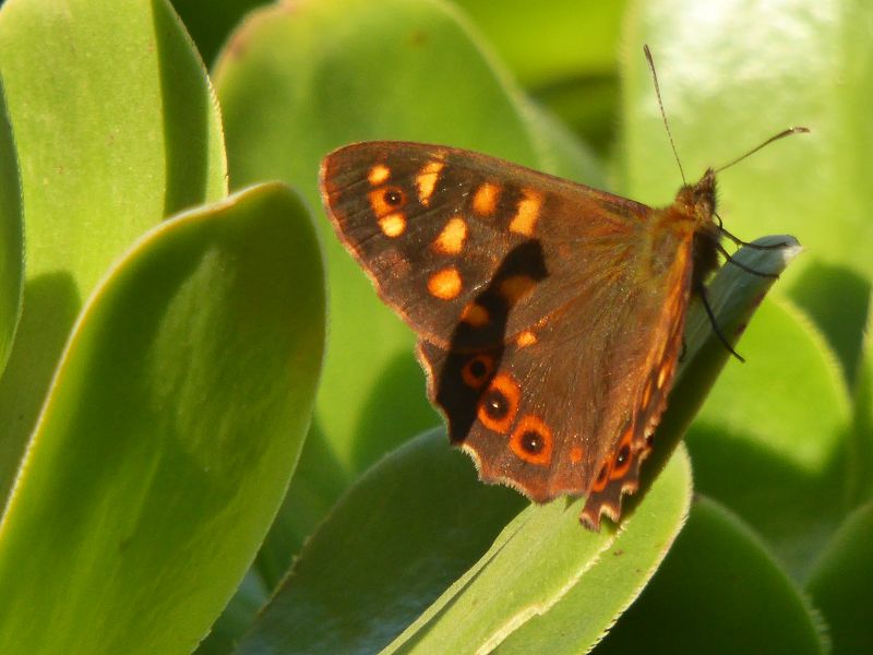 mariposa