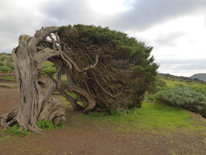 Sabinosa Wacholderwald von El Sabinar windgeformte Wachholderbume