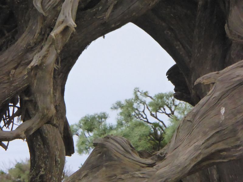 Sabinosa Wacholderwald von El Sabinar windgeformte Wachholderbume