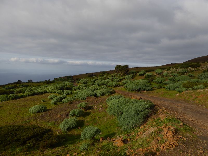 Sabinosa Wacholderwald von El Sabinar windgeformte Wachholderbume