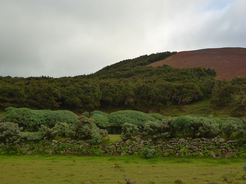 Sabinosa Wacholderwald von El Sabinar windgeformte Wachholderbume