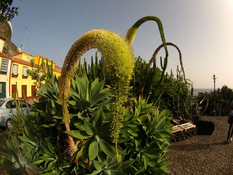 La Palma Santa Cruz de la Palma Feuerschwanztajinaste Tajinaste