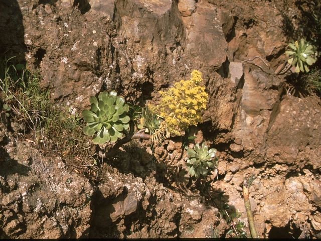 lapalma vulkan calderawanderung