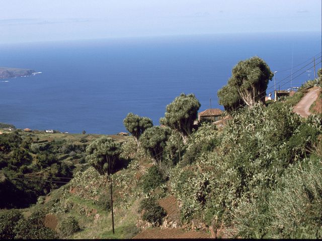 La Palma  Drachenbume El Pinar 