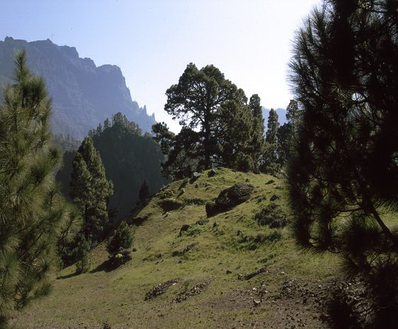 Caldera der Taburiente 