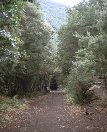 WAnderung in der Schlucht Taburiente Wandeung im Lorberwald