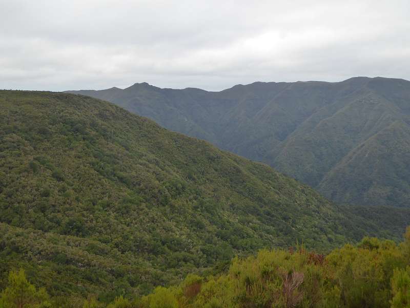    Madeira  Lorbeerwlder Laurasilva Lorbeerwald  Madeira   Cabo  Madeira  Lorbeerwlder Laurasilva Lorbeerwald 