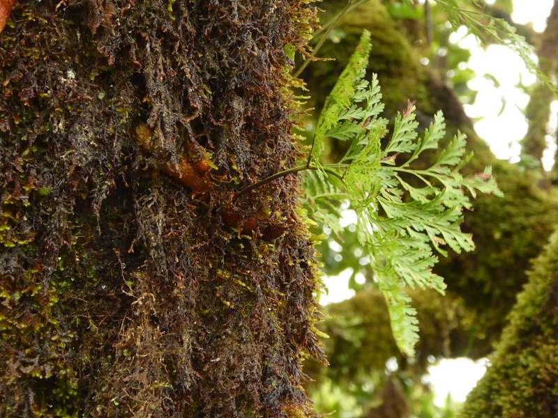    Madeira  Lorbeerwlder Laurasilva Lorbeerwald  Madeira   Cabo  Madeira  Lorbeerwlder Laurasilva Lorbeerwald 