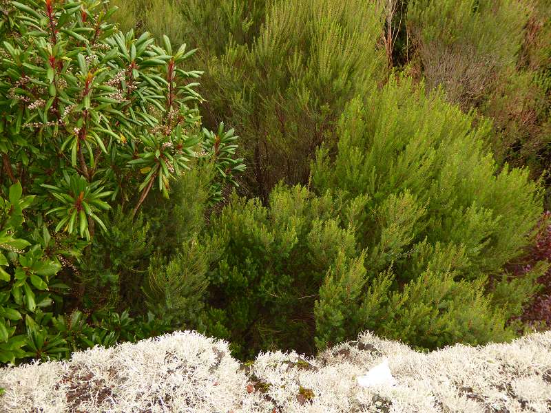    Madeira  Lorbeerwlder Laurasilva Lorbeerwald  Madeira   Cabo  Madeira  Lorbeerwlder Laurasilva Lorbeerwald 