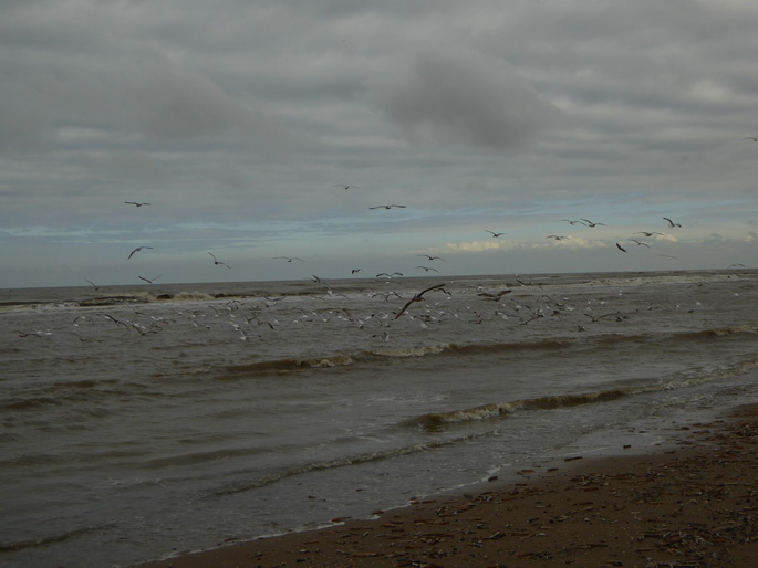 Scheveningen Seesterne nach dem Sturm Seestern