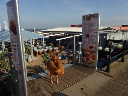 Scheveningen Amrath Kurhaus  Steigenberger Kurhotel sundowner 