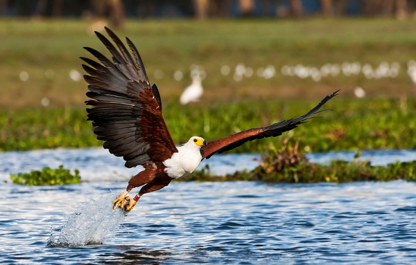 Lake Baringo Island Camp Fisheagle