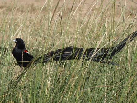 Solio RancH Flycatcher