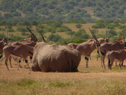 Solio RancH Nashorn 