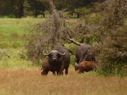 Solio RancH GameDrive Solio RancH  Buffalo 