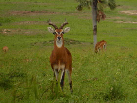 Murchinson Falls NP Gamedrive