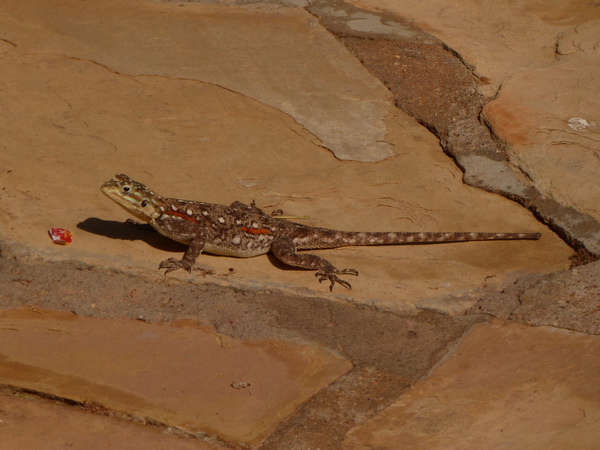 lizzard