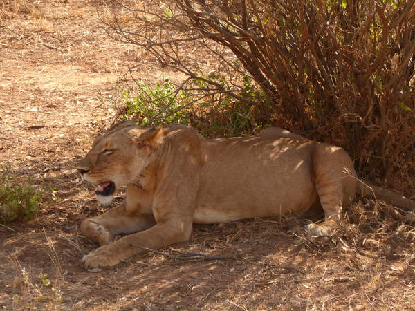 Samburu Nationalpark hot simba