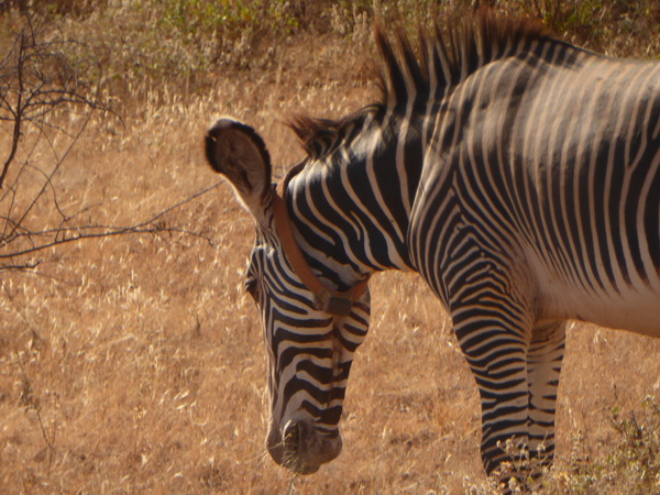 Grevy Zebra