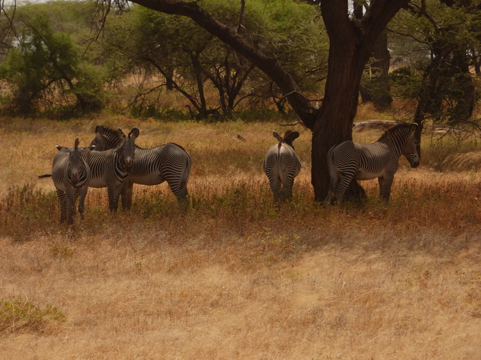 Grevy Zebra