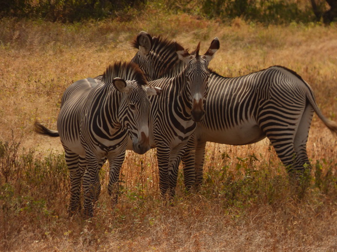 Grevy Zebra