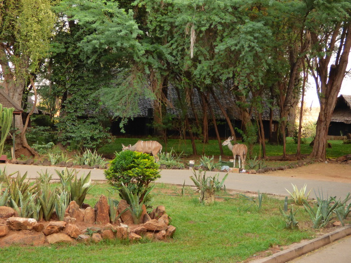 Sentrim Lodge samburu National Park Elephant Bedroom Samburu Serena Safari Lodge Samburu Serena Safari Lodge Samburu Serena Safari Lodge