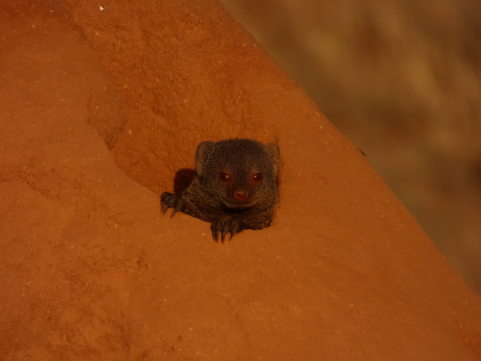   Samburu Nationalpark Manguste MongooseSamburu Nationalpark Samburu Nationalpark Manguste Mongoose