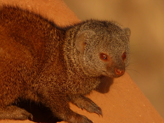   Samburu Nationalpark Manguste MongooseSamburu Nationalpark Samburu Nationalpark Manguste Mongoose