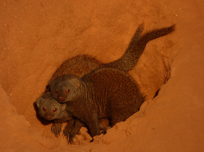   Samburu Nationalpark Manguste MongooseSamburu Nationalpark Samburu Nationalpark Manguste Mongoose