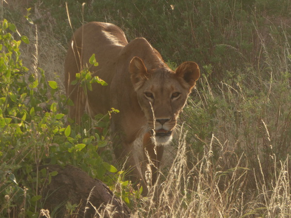 Samburu Nationalpark Simba starting to hunt