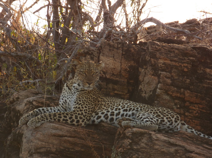 Samburu Nationalpark Chui Leopard Lepard