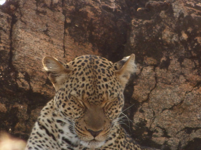 Samburu Nationalpark Chui Leopard Lepard