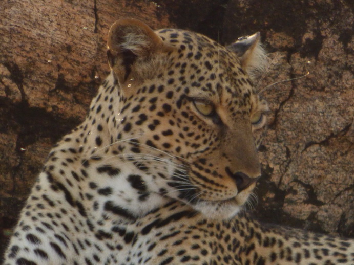 Samburu Nationalpark Chui Leopard Lepard