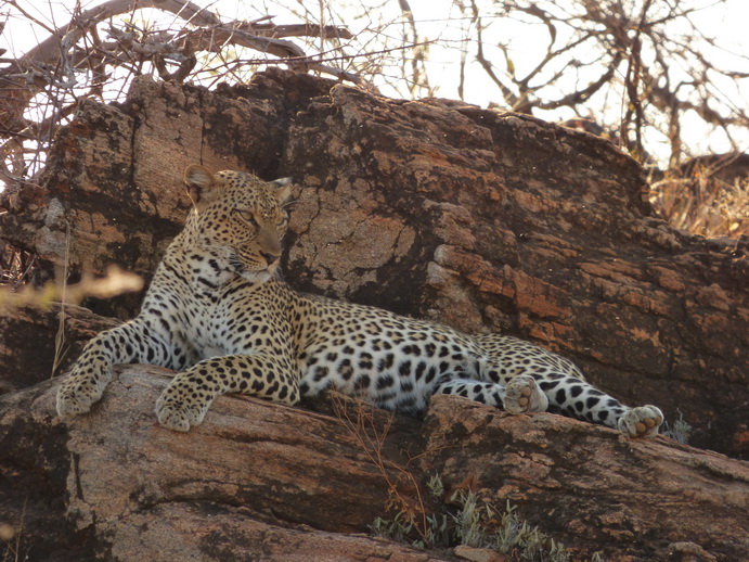 Samburu Nationalpark Chui Leopard Lepard